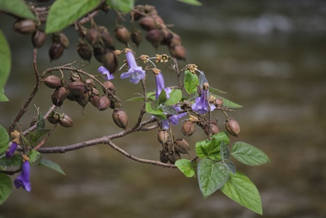 Paulownia tormentosa